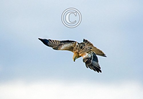 Red Kite in Flight DM1872
